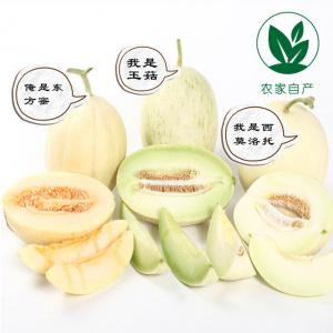 【农家自产】南汇甜瓜组合H1（12斤）