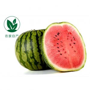 【农家自产】南汇8424西瓜组合F4